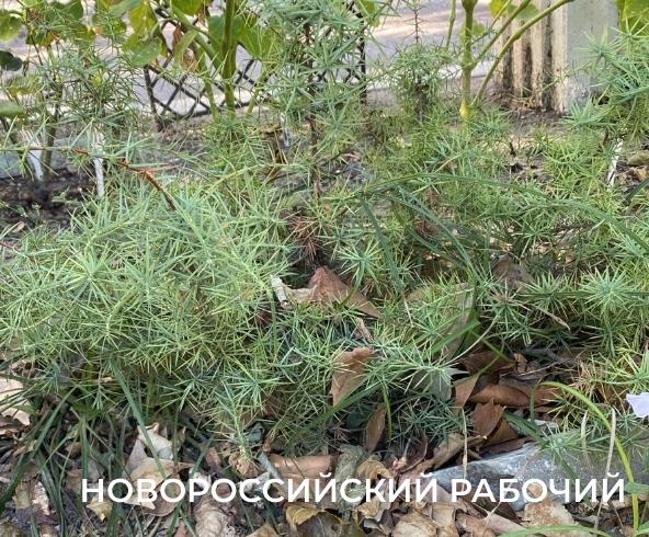 В Новороссийске прижились можжевельники, спасенные горожанами от уничтожения при строительстве