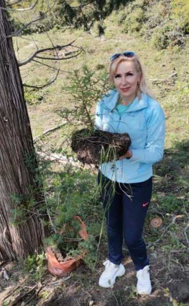 В Новороссийске прижились можжевельники, спасенные горожанами от уничтожения при строительстве