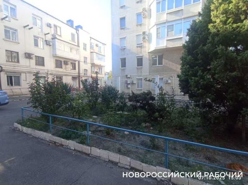 В Новороссийске прижились можжевельники, спасенные горожанами от уничтожения при строительстве