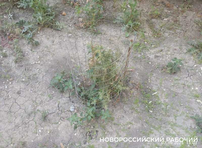 В Новороссийске прижились можжевельники, спасенные горожанами от уничтожения при строительстве