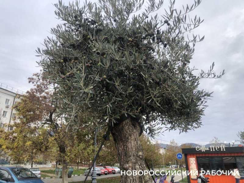 26 ноября &ndash; Всемирный день оливкового дерева. В Новороссийске есть, кого поздравить!