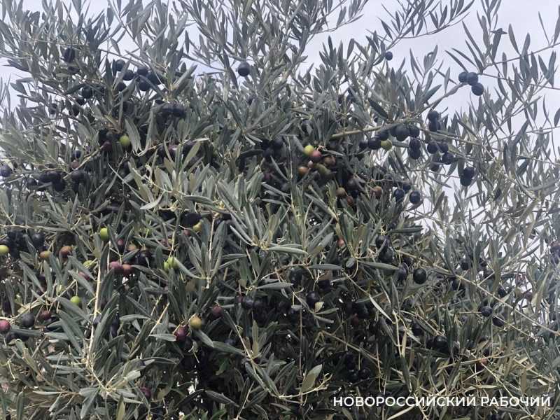 26 ноября &ndash; Всемирный день оливкового дерева. В Новороссийске есть, кого поздравить!