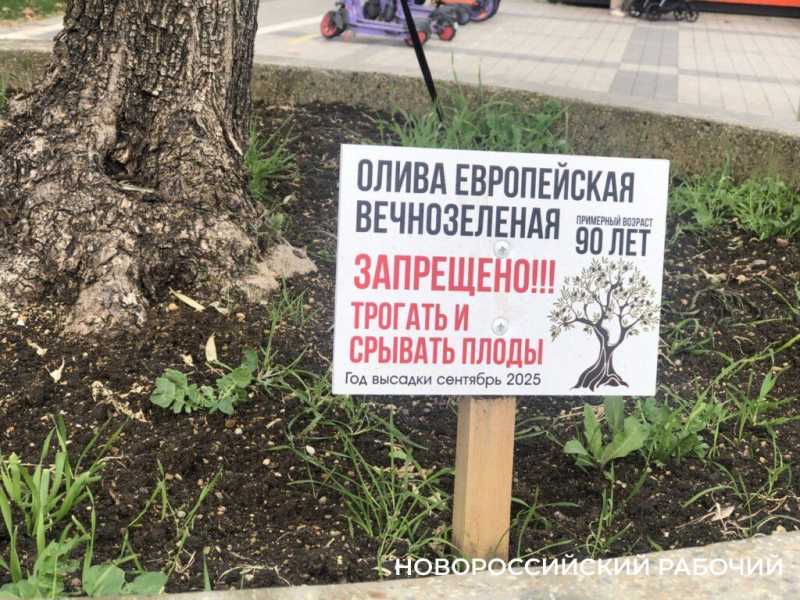 26 ноября &ndash; Всемирный день оливкового дерева. В Новороссийске есть, кого поздравить!