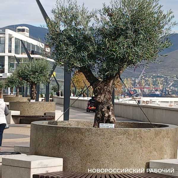 26 ноября &ndash; Всемирный день оливкового дерева. В Новороссийске есть, кого поздравить!