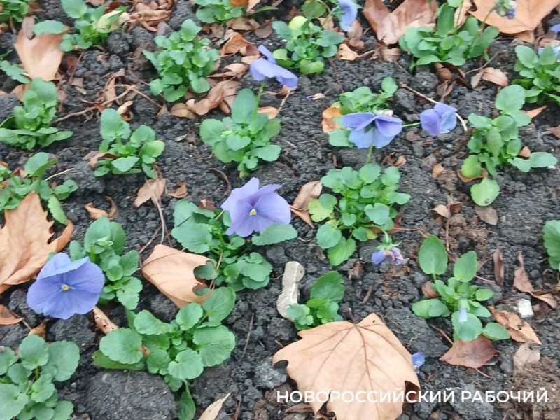 А у вас уже снег?! &laquo;Золотой ноябрь&raquo; в Новороссийске прекрасен!