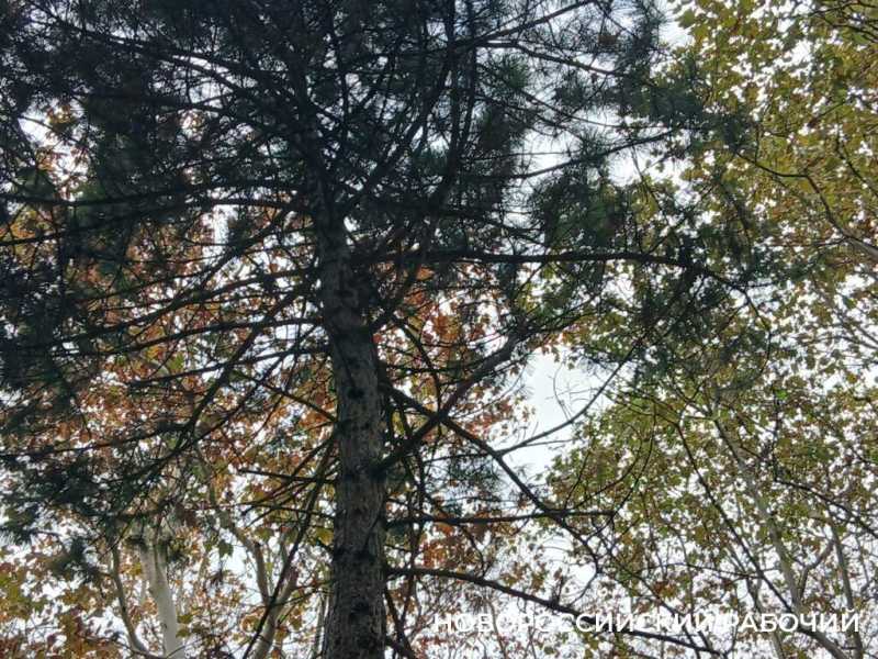 А у вас уже снег?! &laquo;Золотой ноябрь&raquo; в Новороссийске прекрасен!