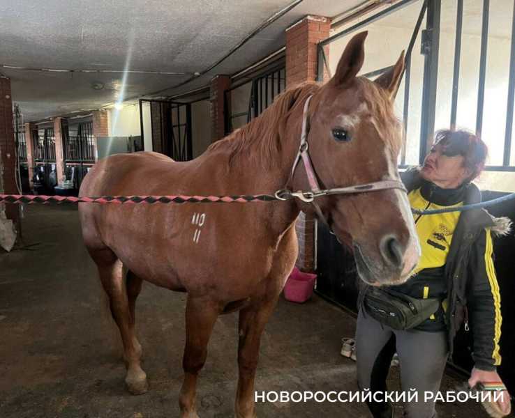 Биомеханика и восторг! В Новороссийске лошади помогают детям-инвалидам