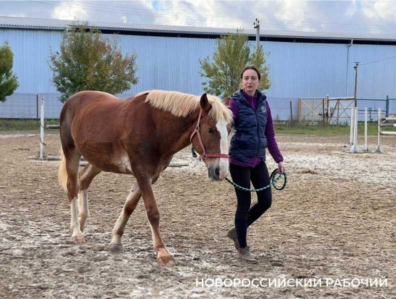 Биомеханика и восторг! В Новороссийске лошади помогают детям-инвалидам