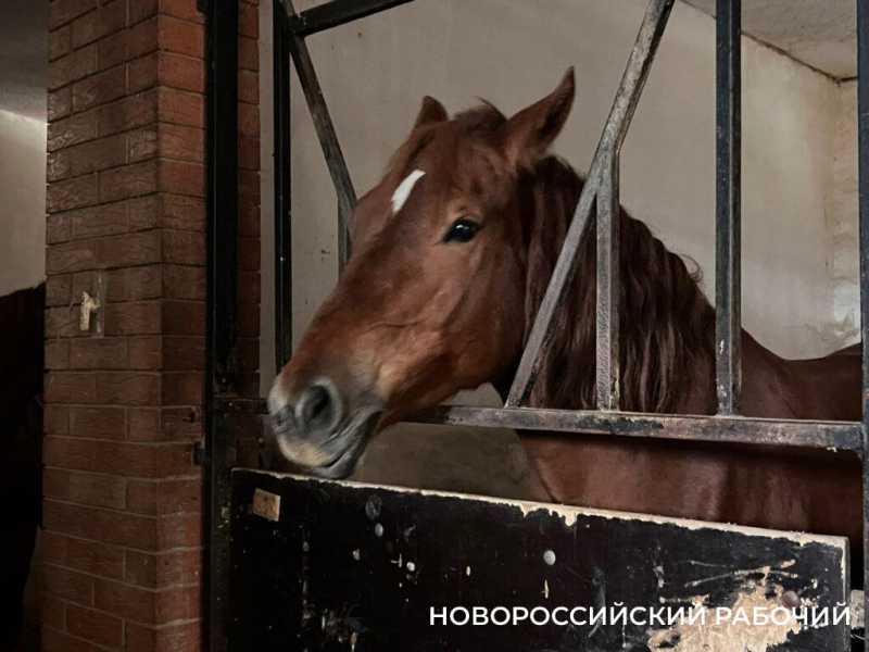 Биомеханика и восторг! В Новороссийске лошади помогают детям-инвалидам