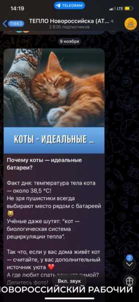«Да они издеваются!» Новороссийцы раскритиковали пост АТЭКа про котика — источник тепла