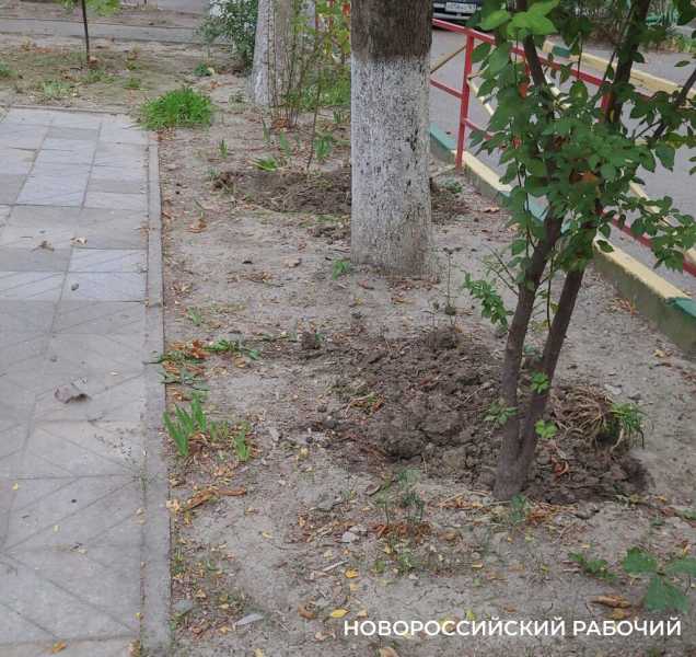 Долой &laquo;красоту&raquo;! В Новороссийске жители борются против клумб из шин