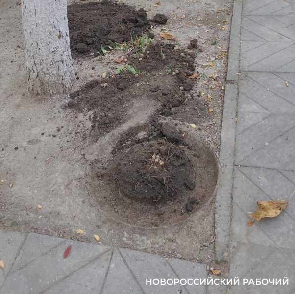 Долой &laquo;красоту&raquo;! В Новороссийске жители борются против клумб из шин