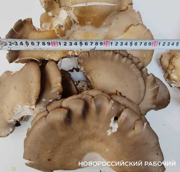 Грибники Новороссийска приходят из леса с добычей