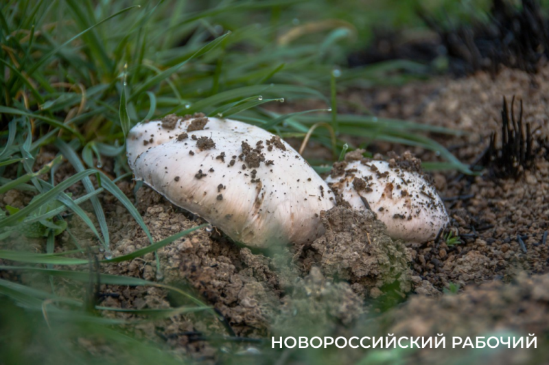 Грибники Новороссийска приходят из леса с добычей