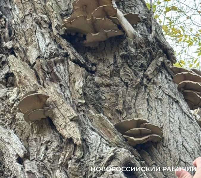 Грибники Новороссийска приходят из леса с добычей