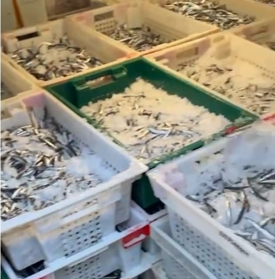 &laquo;Хамса шикарная!&raquo; Новороссийские рыбаки прислали видео с путины