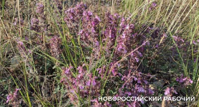 На месте пепелища под Новороссийском высадили молодые можжевельники. Какая участь их ждет?