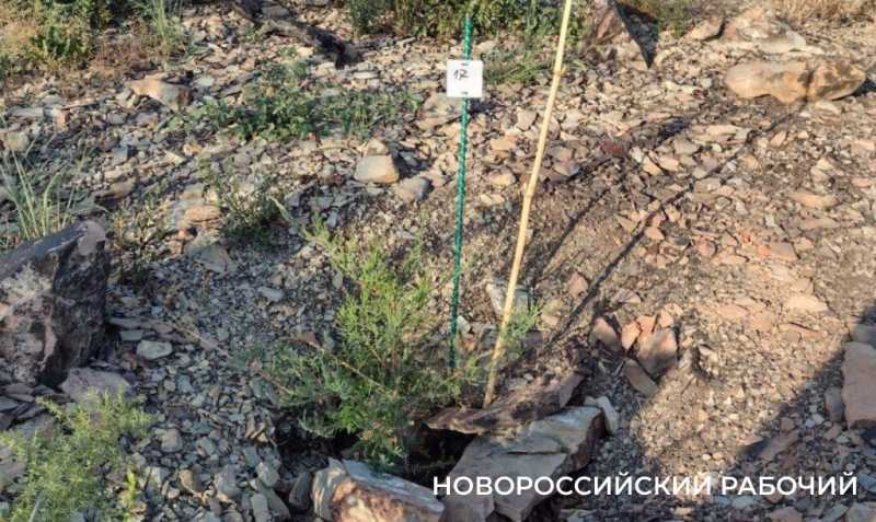 На месте пепелища под Новороссийском высадили молодые можжевельники. Какая участь их ждет?