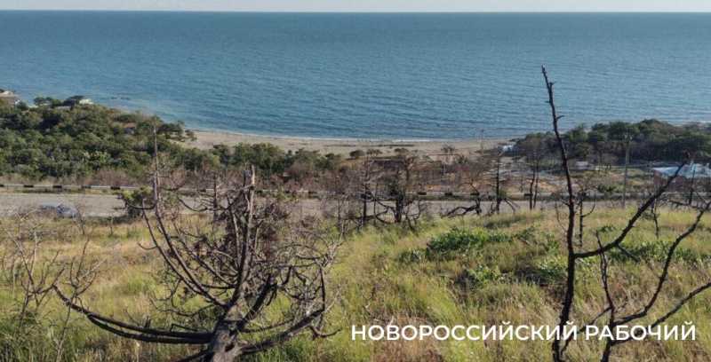 На месте пепелища под Новороссийском высадили молодые можжевельники. Какая участь их ждет?