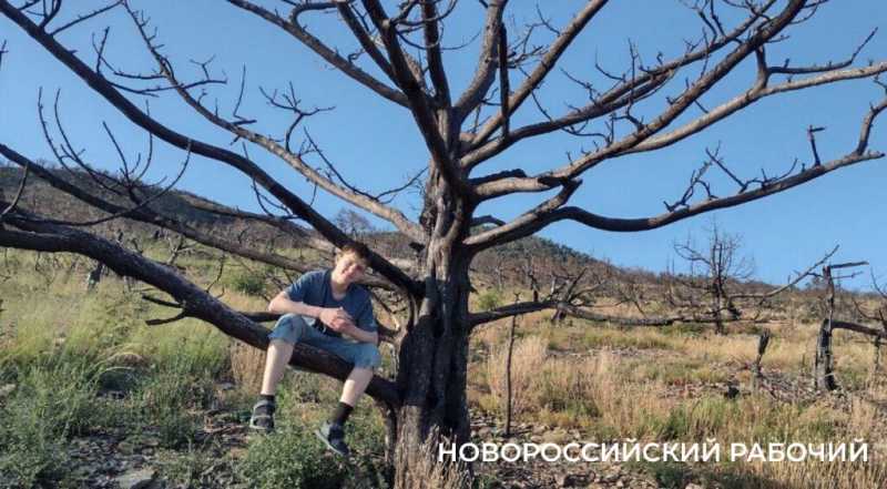 На месте пепелища под Новороссийском высадили молодые можжевельники. Какая участь их ждет?