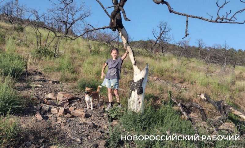 На месте пепелища под Новороссийском высадили молодые можжевельники. Какая участь их ждет?