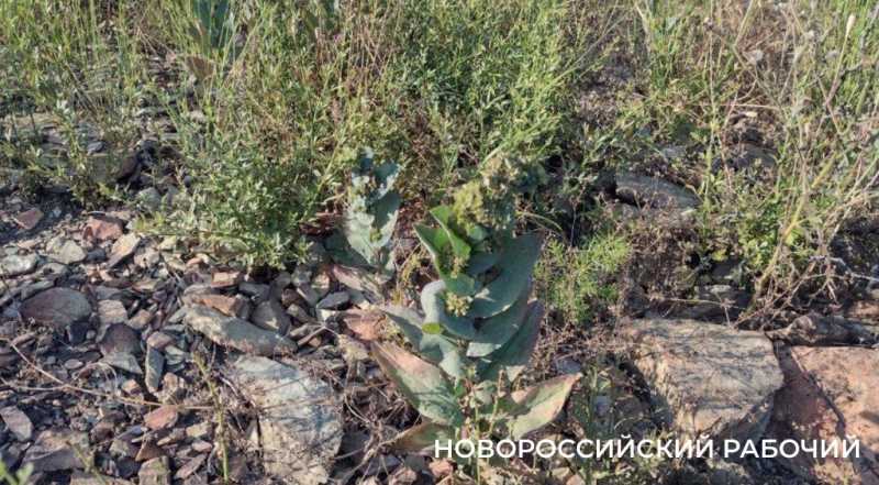 На месте пепелища под Новороссийском высадили молодые можжевельники. Какая участь их ждет?