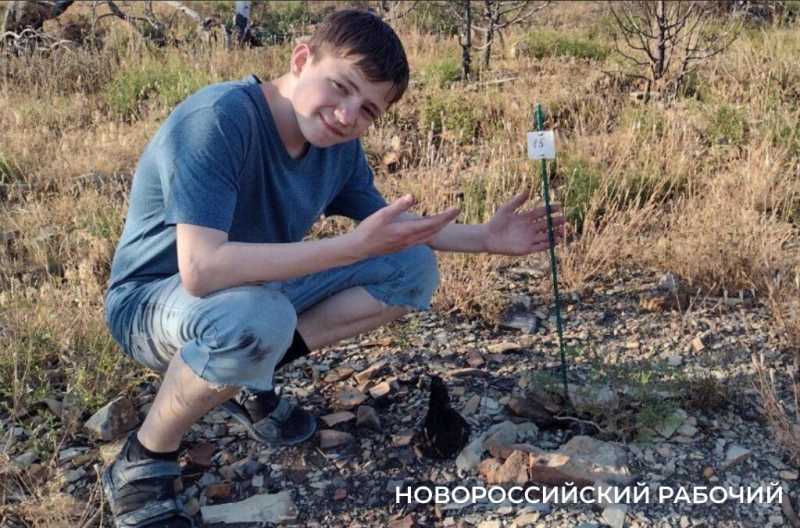 На месте пепелища под Новороссийском высадили молодые можжевельники. Какая участь их ждет?