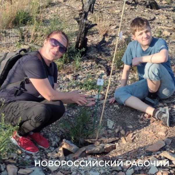 На месте пепелища под Новороссийском высадили молодые можжевельники. Какая участь их ждет?