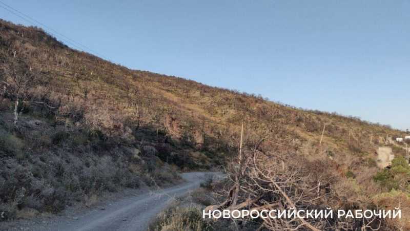 На месте пепелища под Новороссийском высадили молодые можжевельники. Какая участь их ждет?