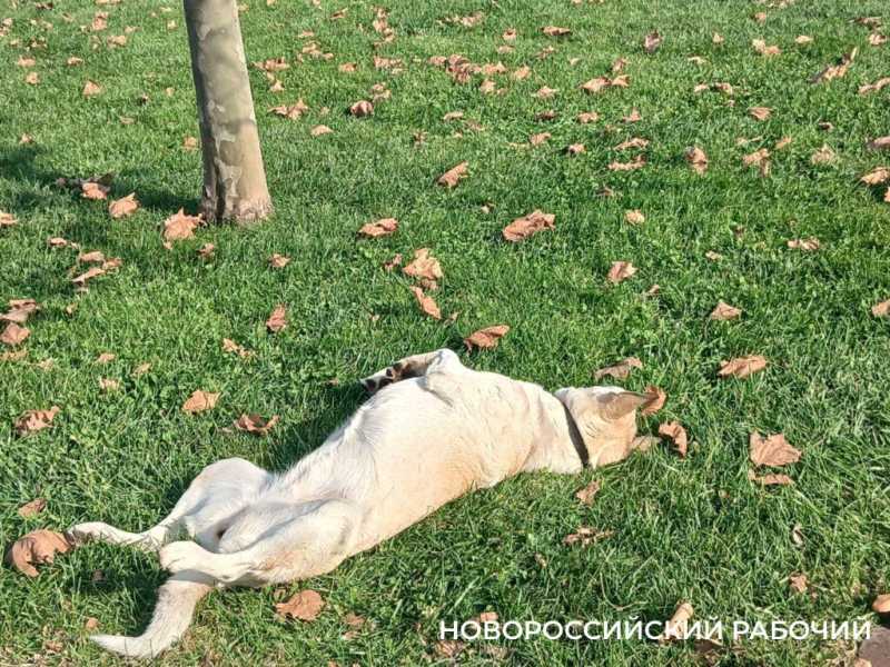 На пляжах Новороссийска в ноябрьские выходные загорали и купались