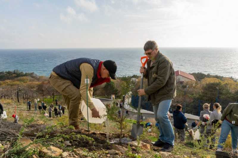 На склонах природного заказника &laquo;Абраусский&raquo; восстанавливают реликтовый лес