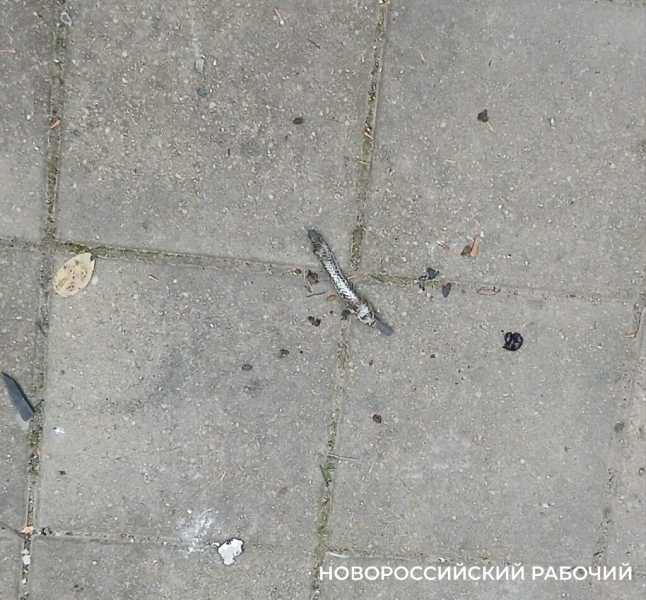 &laquo;Не хочется привыкать к атакам БПЛА&raquo;. В Новороссийске приводят в порядок поврежденные дома