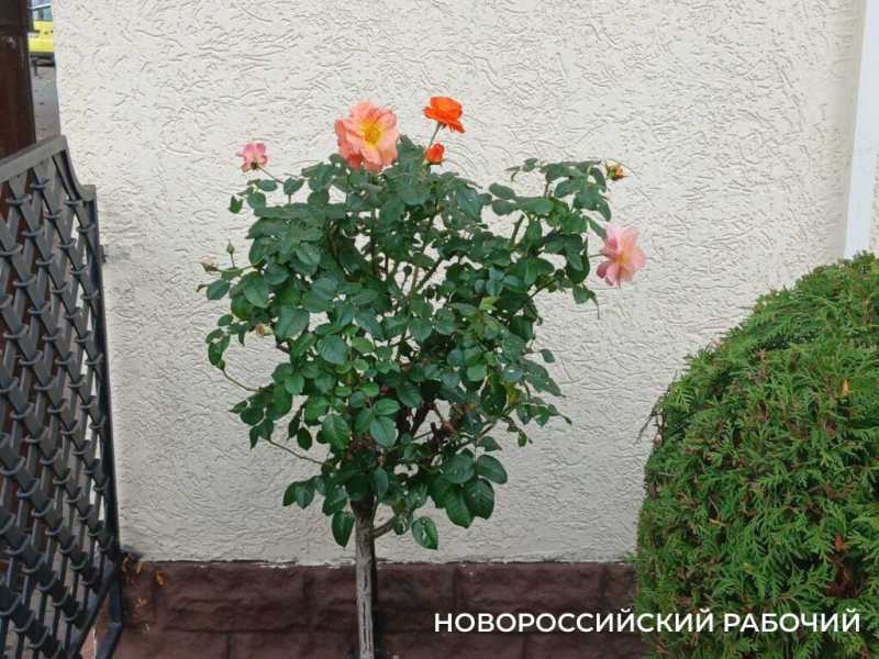 Осенний палисадник в центре Новороссийска стал фотозоной