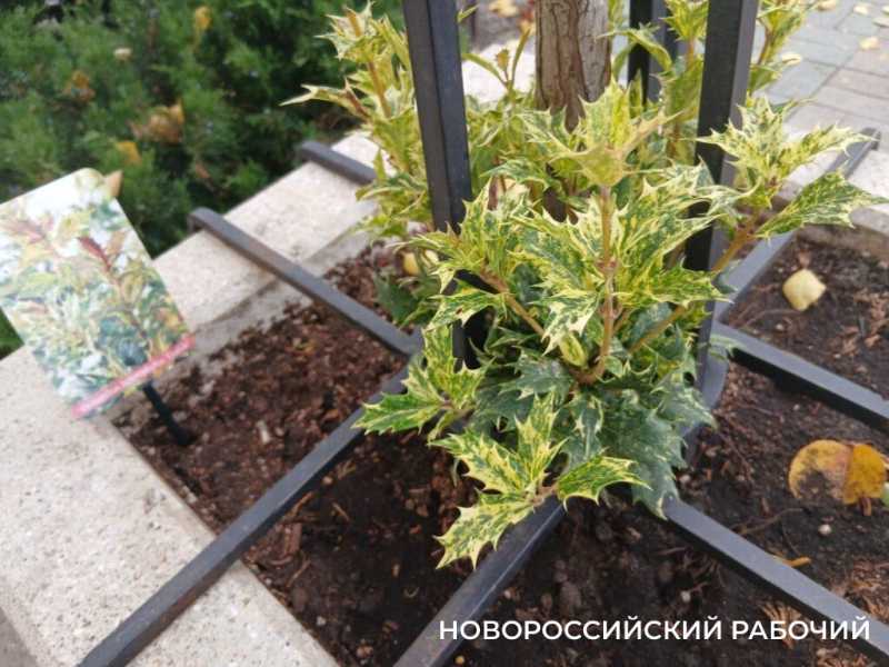 Осенний палисадник в центре Новороссийска стал фотозоной