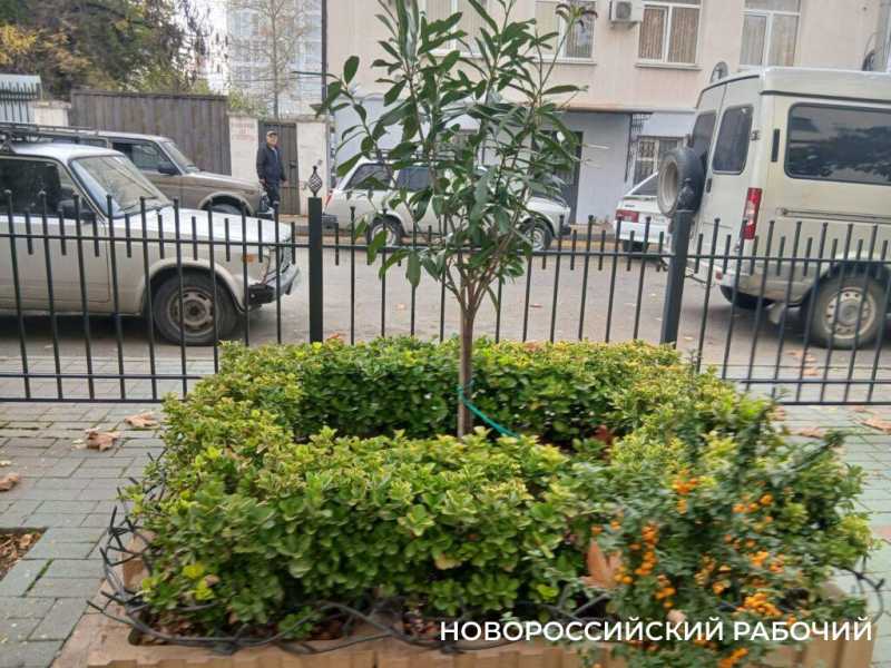 Осенний палисадник в центре Новороссийска стал фотозоной