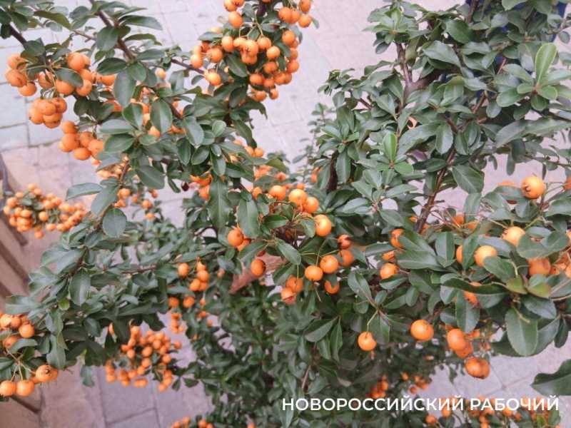 Осенний палисадник в центре Новороссийска стал фотозоной