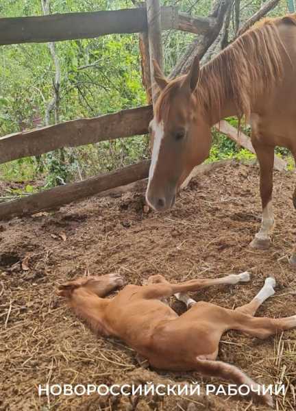Под Новороссийском родился редкий жеребенок исчезающей донской породы