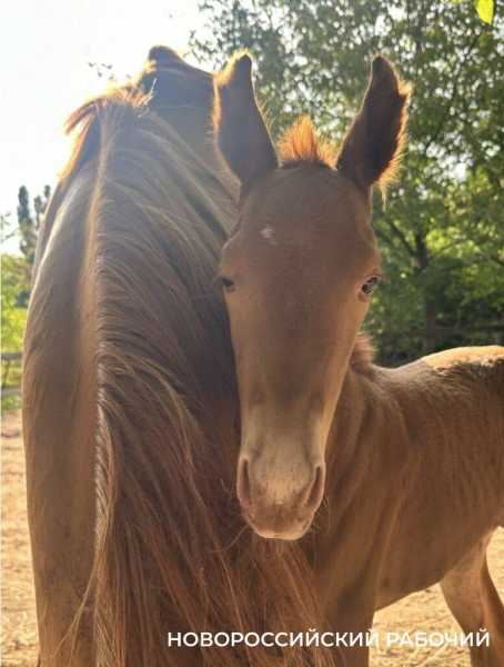 Под Новороссийском родился редкий жеребенок исчезающей донской породы