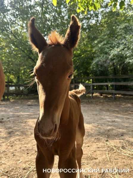 Под Новороссийском родился редкий жеребенок исчезающей донской породы