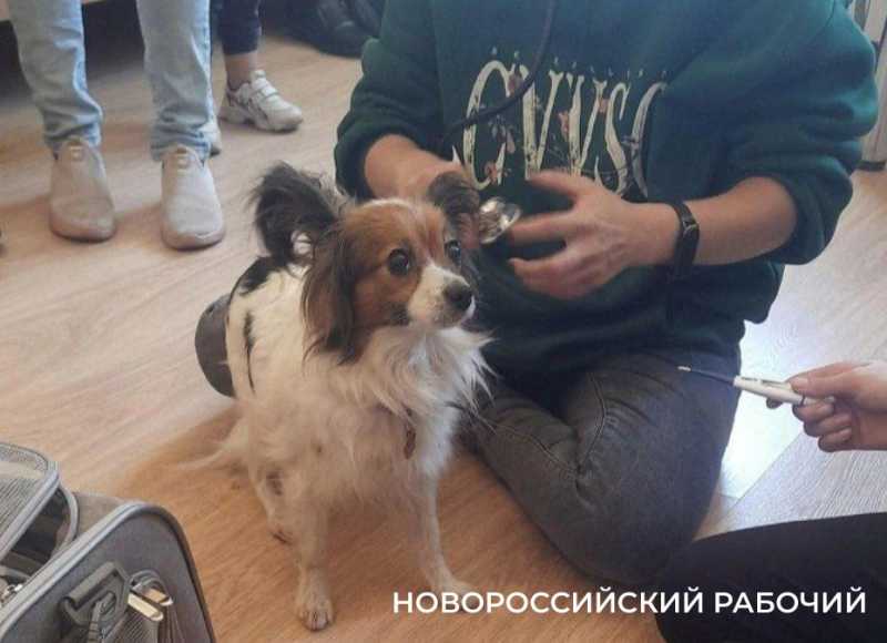 После побега собаки из поезда Новороссийск &ndash; Екатеринбург изменились правила перевозки животных