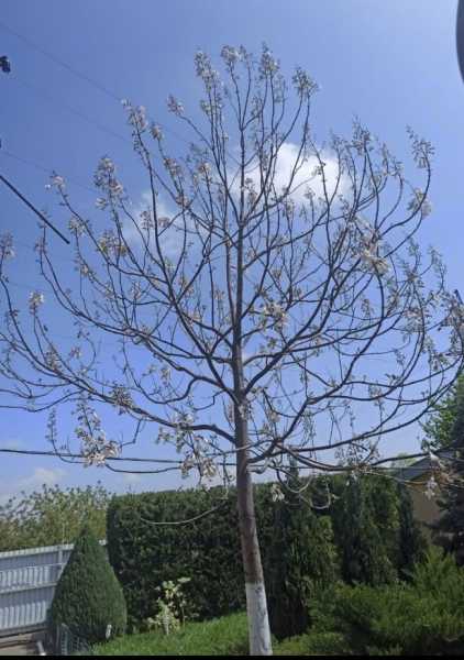 Предприниматель из Новороссийска подарил городу больше 150 чудо-деревьев гинкго билоба