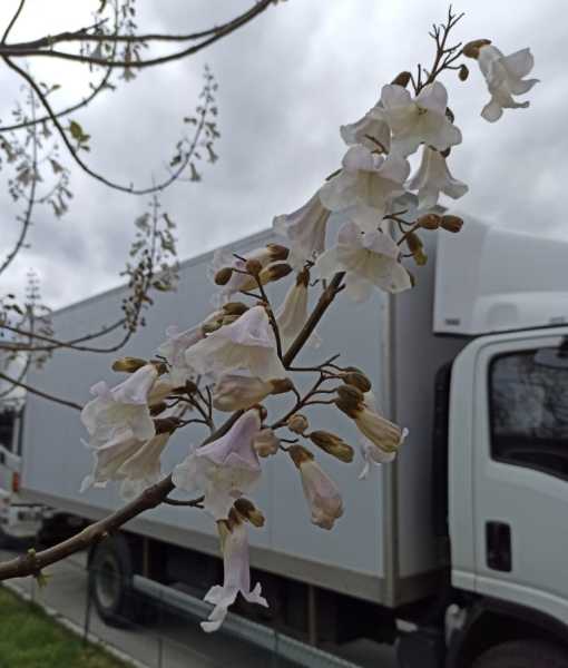 Предприниматель из Новороссийска подарил городу больше 150 чудо-деревьев гинкго билоба