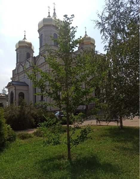 Предприниматель из Новороссийска подарил городу больше 150 чудо-деревьев гинкго билоба