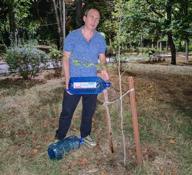 Предприниматель из Новороссийска подарил городу больше 150 чудо-деревьев гинкго билоба