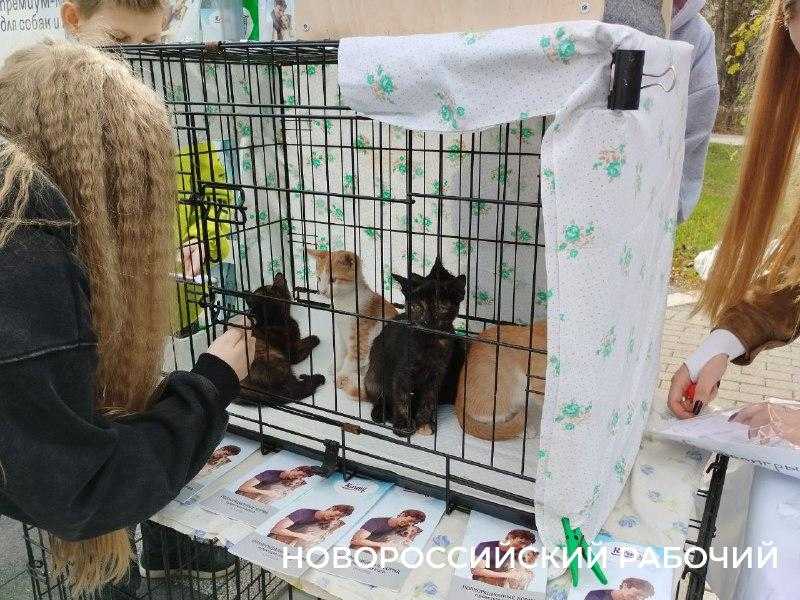 Сегодня &laquo;Добрый Новороссийск&raquo; собирает друзей и дарит праздник. Фоторепортаж &laquo;НР&raquo;