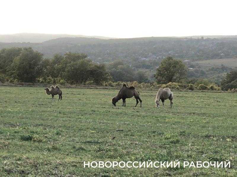 Смотри, верблюд! Новороссийцы встретили в поле стадо &laquo;кораблей пустыни&raquo;