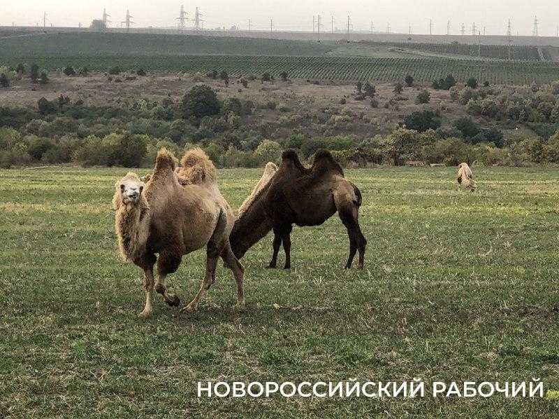 Смотри, верблюд! Новороссийцы встретили в поле стадо &laquo;кораблей пустыни&raquo;