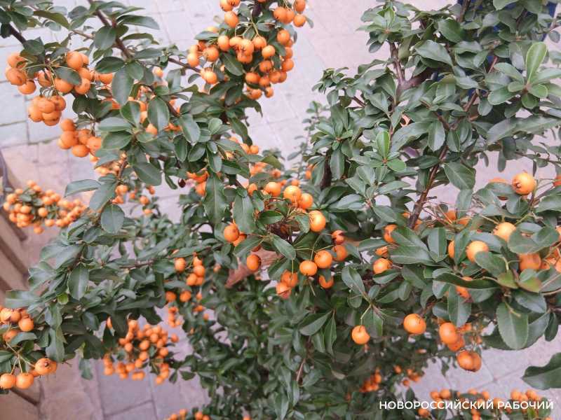 Советы дня на 13 ноября: о доброте, сосисках и скороговорках