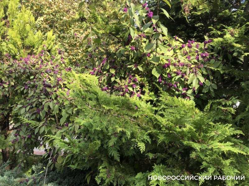 Советы дня на 2 ноября: о рубиновых звёздах, балете и мутных глазах