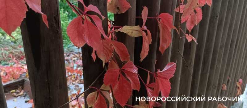 Советы дня на 21 ноября: о бухгалтерах, рыбном промысле и о том, как новороссийский «Цемент» стал чемпионом РСФСР по футболу